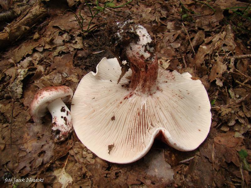 Wodnicha gołąbkowa Atlas Grzybów